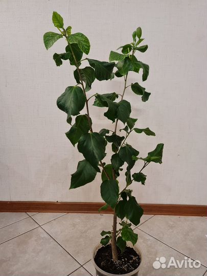 Сортовой гибискус