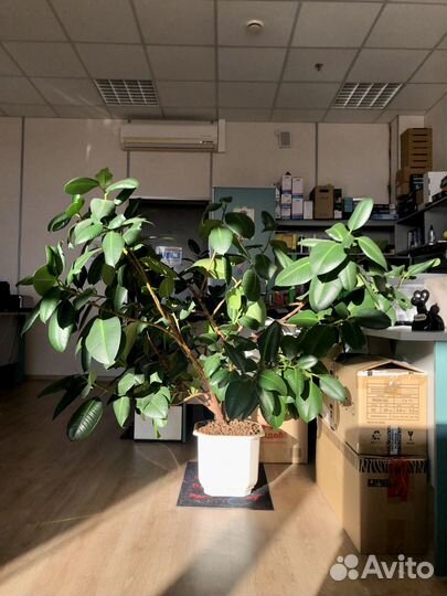 Фикус Робуста огромный