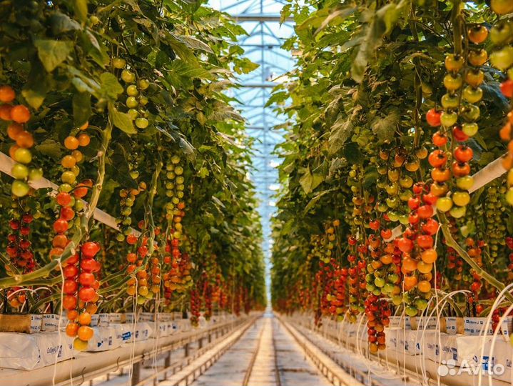 Работник в теплицу еженедельные выплаты г. Бобров