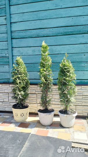 Туя пирамидальная 50см
