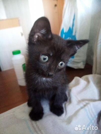 Отдам котят