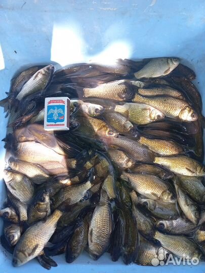 Живец карась