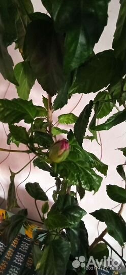 Гибискус красный махровый