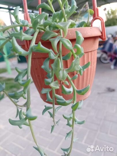 Крестовники