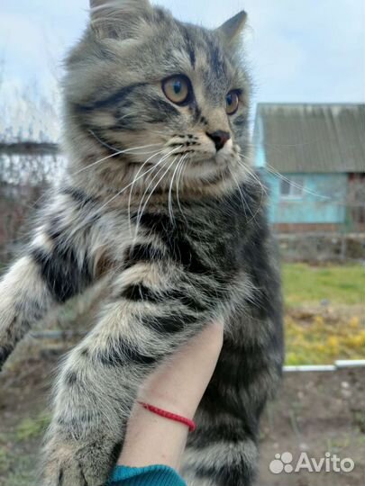 Котята в добрые руки бесплатно мальчик и девочка