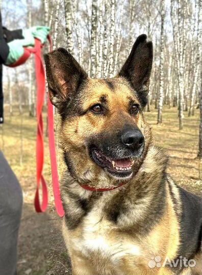 Метис овчарки в ваш дом