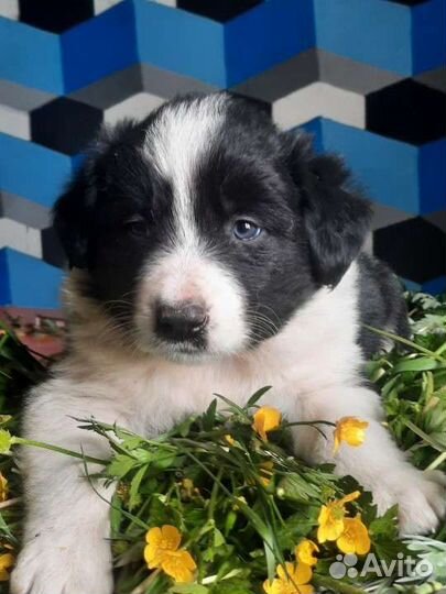 Бордер колли