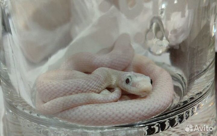 Техасский белый полоз