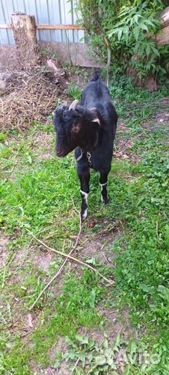 Нубийская коза и англо нубийский козел