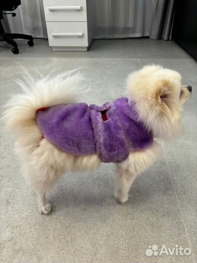 Одежда для собак мелких пород