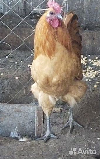 Курочки- молодки и петушки, ия лакендази, утки