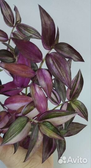 Традесканция Квадриколор