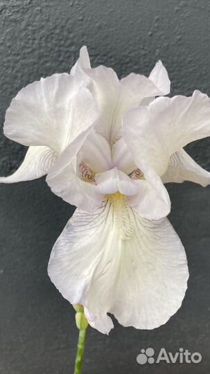 Ирисы,лилейники,ромашки и другие многолетники