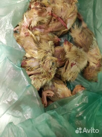 Корм для рептилий