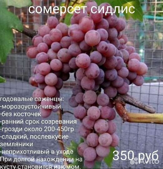 Саженцы винограда сомерсет сидлис