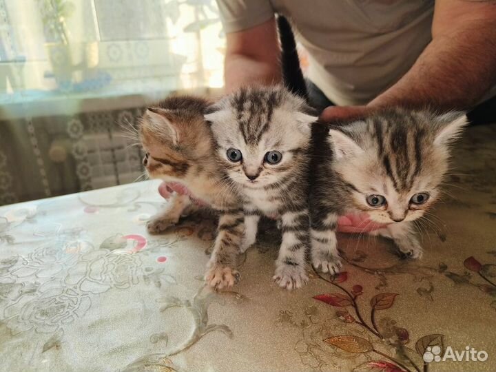 Шотландские вислоухие котята
