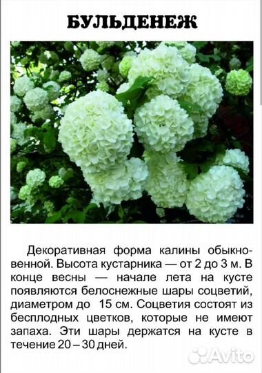 Саженцы калина бульденеж