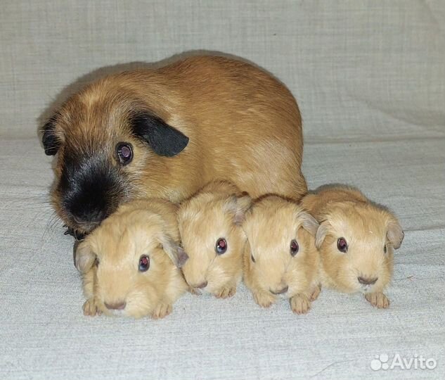 Морская свинка