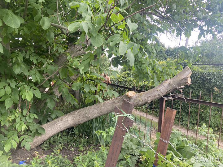 Ствол грецкого ореха