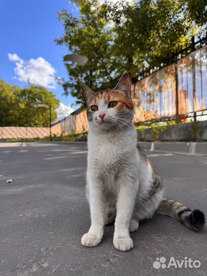 Кошка в дар трехцветная