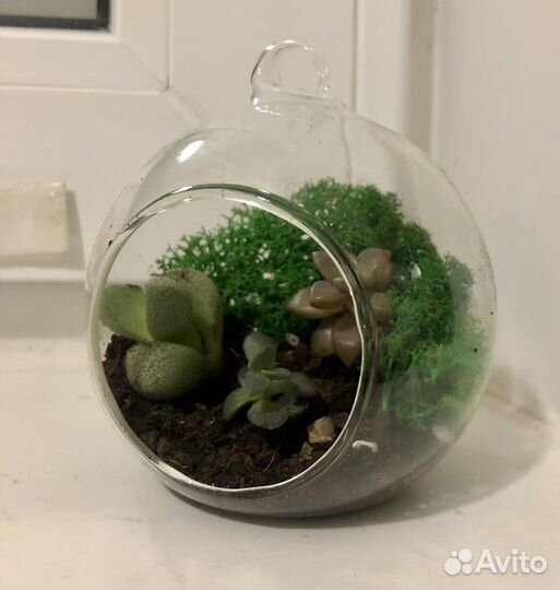 Стеклянный флорариум. Суккуленты