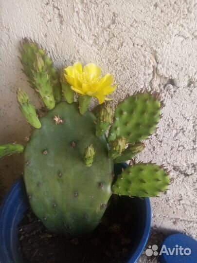 Опунция опушеная