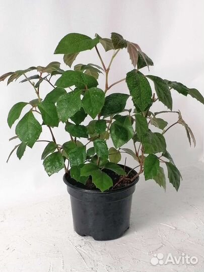 Циссус (комнатный виноград)