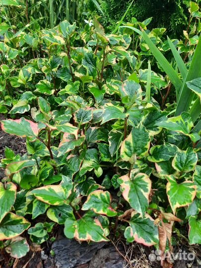 Растения для сада