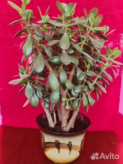 Толстянка крассула (денежное дерево)