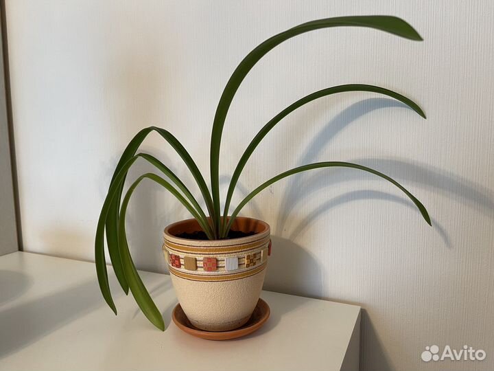 Гиппеаструм. Цветок в горшке