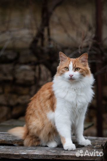 Котик ищет дом