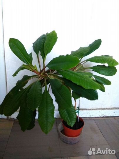 Комнатные растения