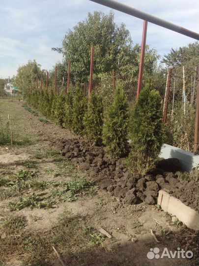 Мужчина на час