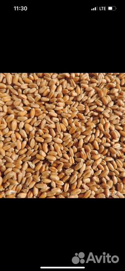 Продам зерно пшеница