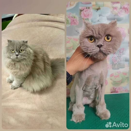 Стрижка кошек и собак опытным грумером