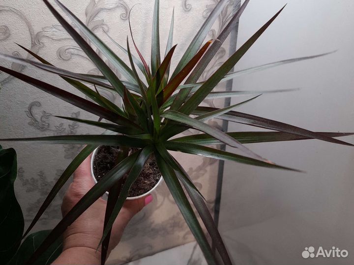 Комнатные растения. Драцена. Дипсис