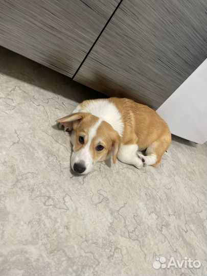 Мальчик вельш корги Пемброк