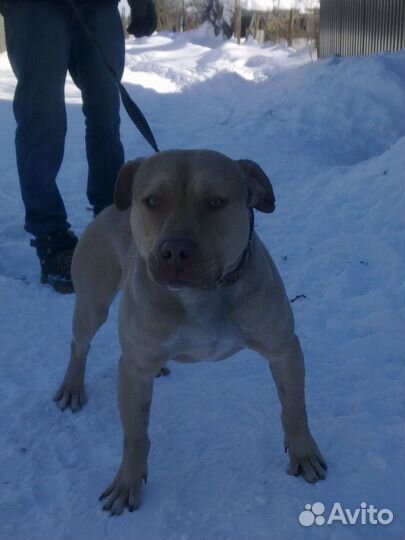 Американский питбультерьеры