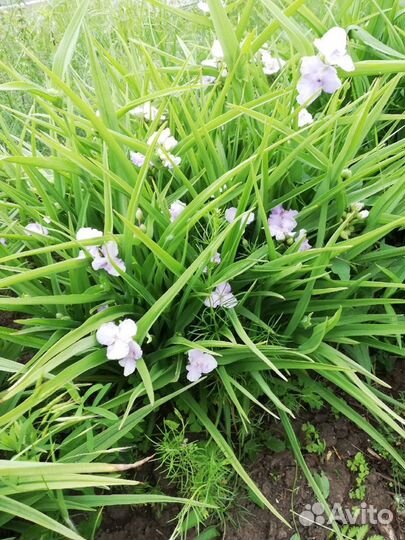 Многолетники для сада, цветы