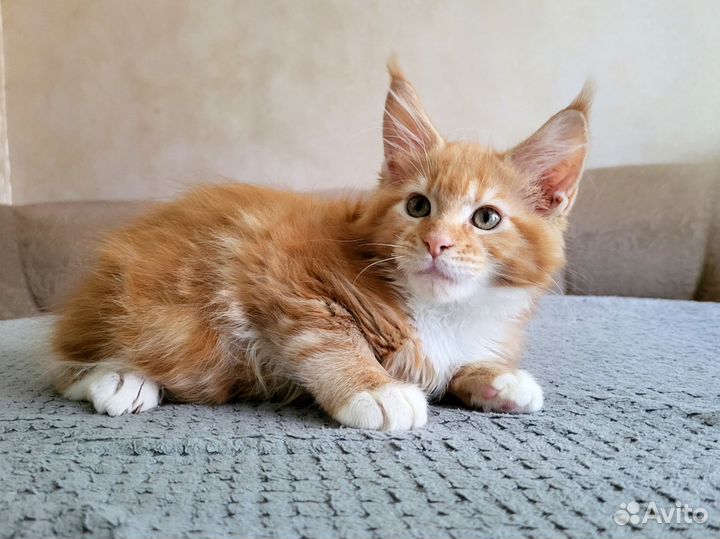 Котята мейн-кун