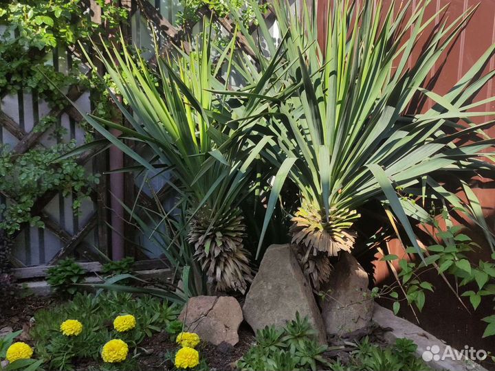 Юкка садовая