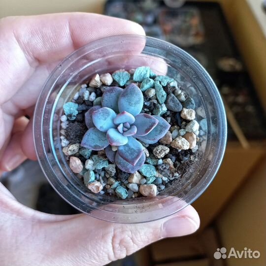 Суккуленты, редкие эхеверии