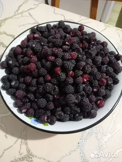 Саженцы ежевики