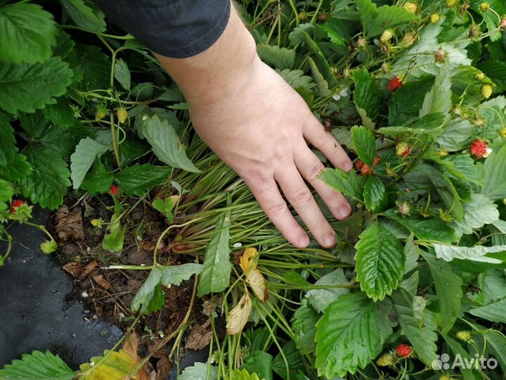 Земляника садовая