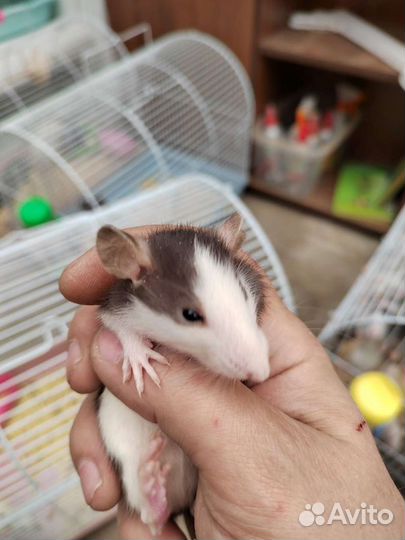 Крысы дамбо