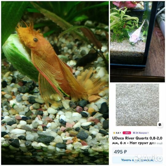 Песок белый.Анциструсы