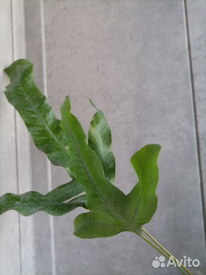 Папоротник флебодиум *голубая звезда *