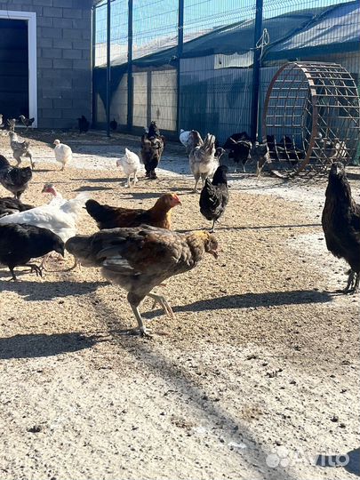 Куры несушки 3-5,5 месячные