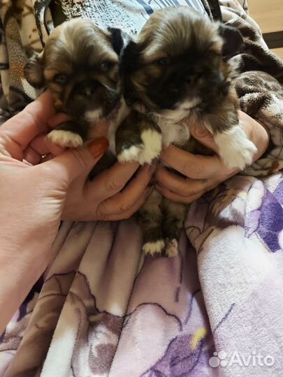 Щенки пекинеса