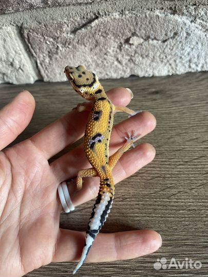 Геккон эублефар ящерица